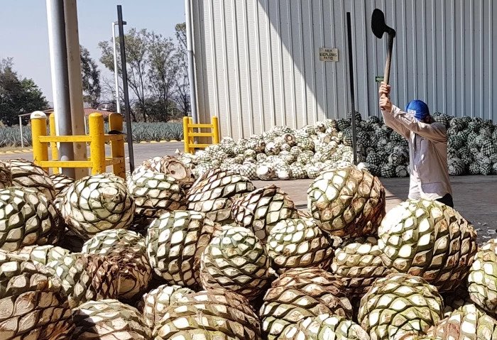Tequila Distillery Tour